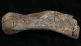 Edmontosaurus Metatarsal (Toe Bone) - #10936-3